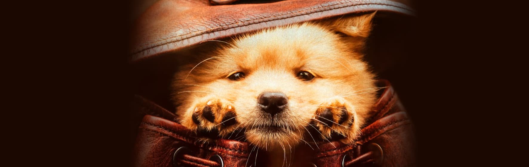Hachiko: Una Historia Verdadera