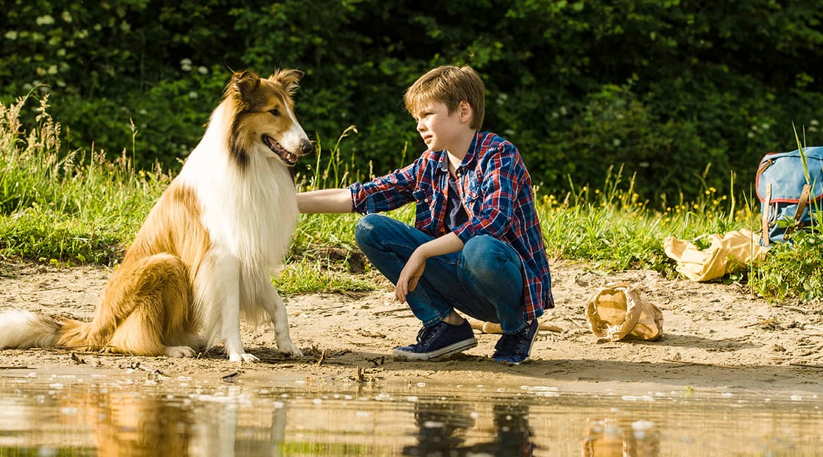 Lassie: Vuelve a Casa