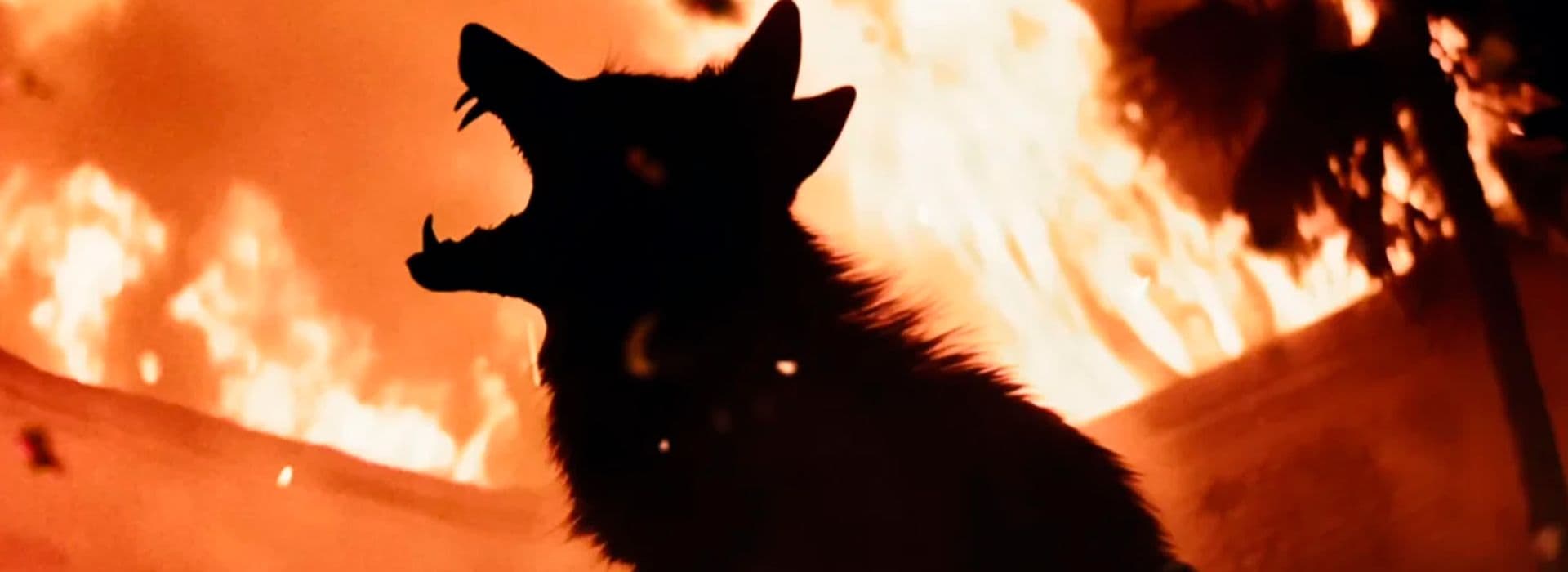 Coyotes: Terror En La Ciudad